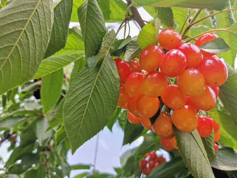 1592355163808452.jpg 1592355163808452.jpg